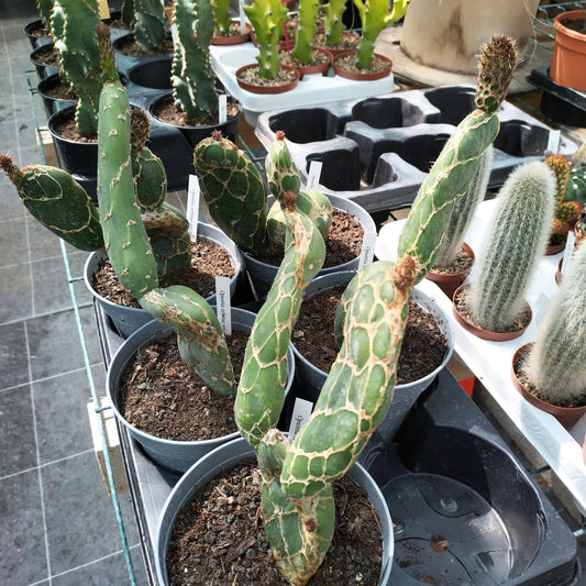 Opuntia zebrina reticulata