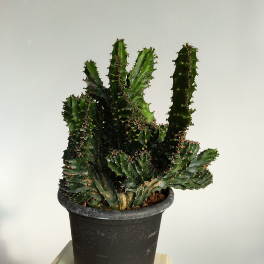 Euphorbia triangularis f. cristata