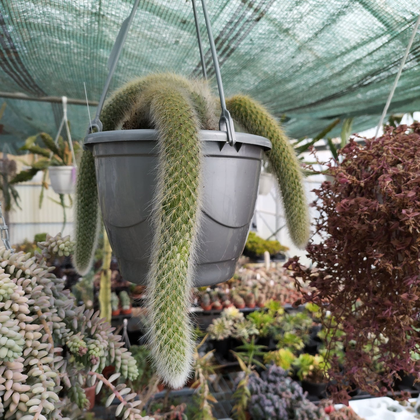 Hildewintera colademononis (Queue de singe)