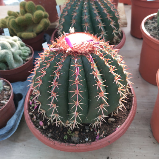 Melocactus curvispinus