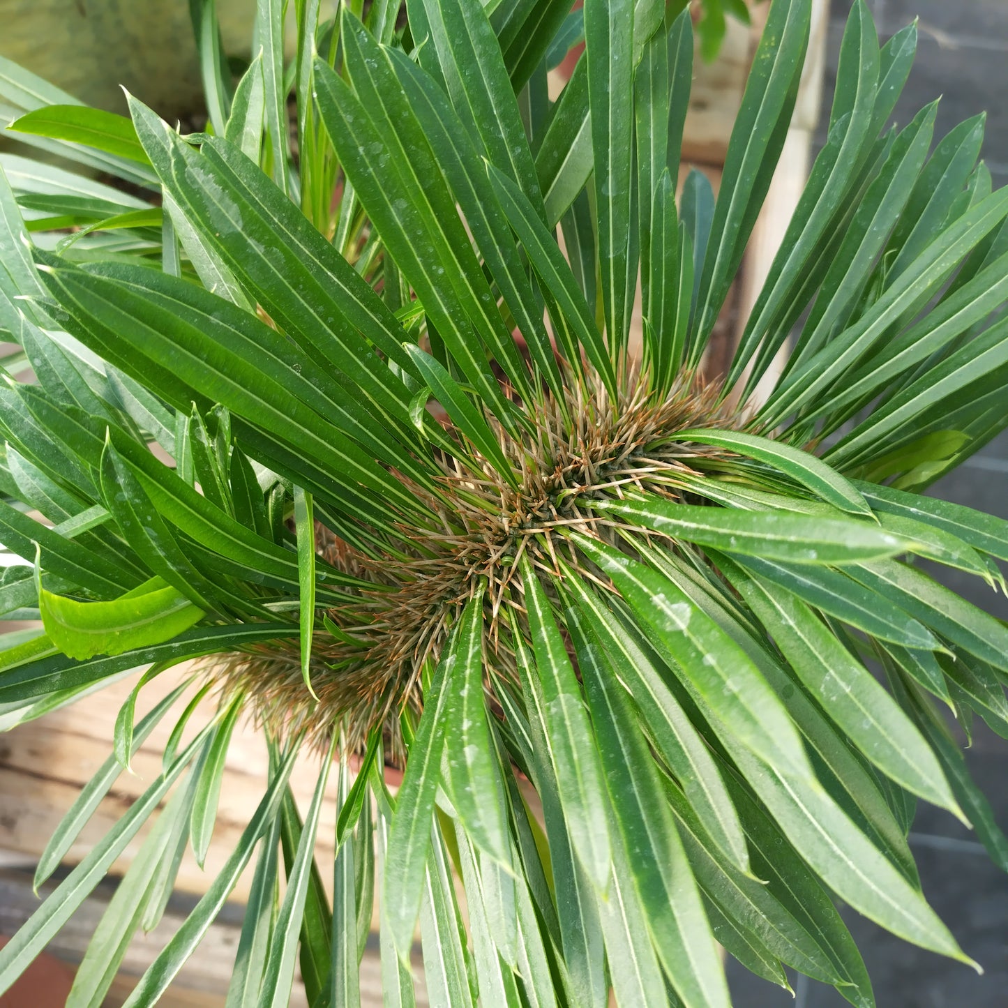 Pachypodium lamerei f. cristata (Greffé)