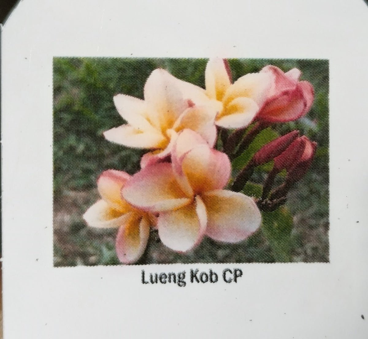 Plumeria (Frangipanier)