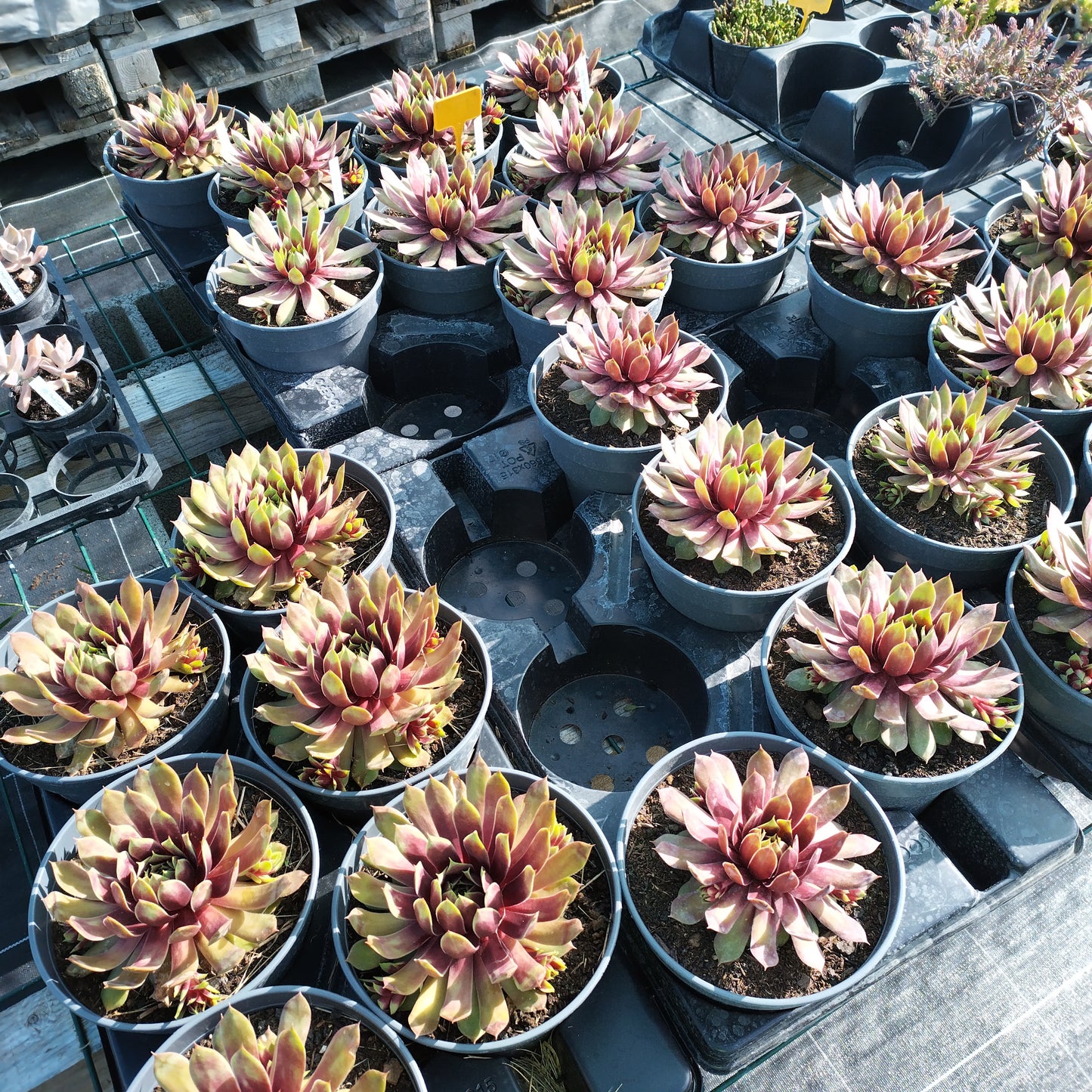 Sempervivum 'Giants Gold Mine'®