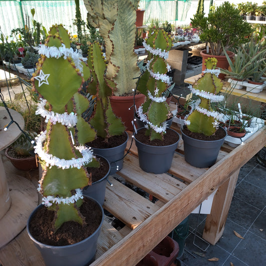 Euphorbia cooperi ("E. arbre de Noël")