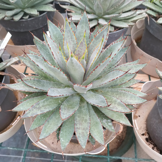 Mangave 'Bloodspot'