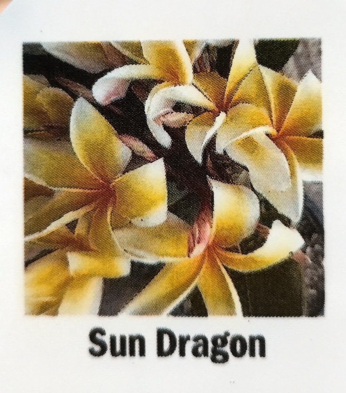 Plumeria (Frangipanier)