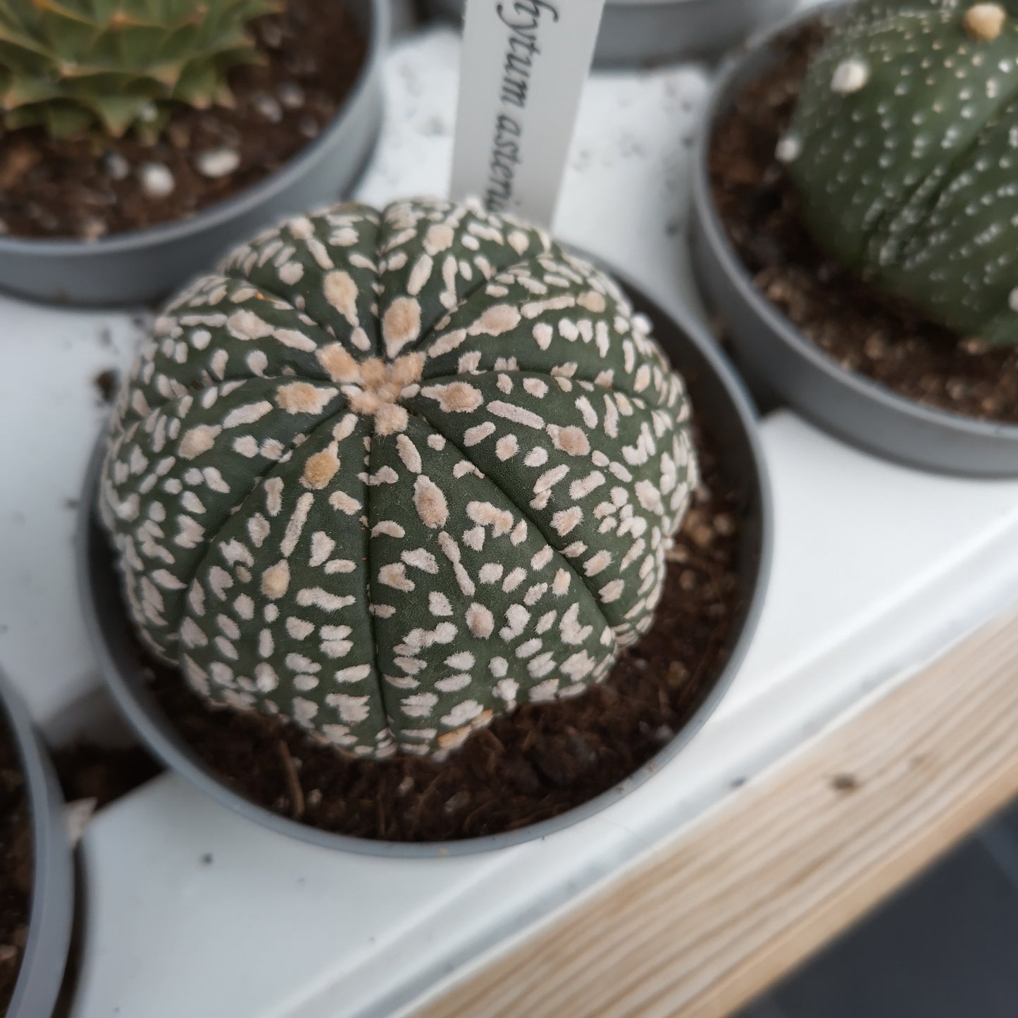 Astrophytum asterias
