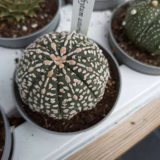 Astrophytum asterias