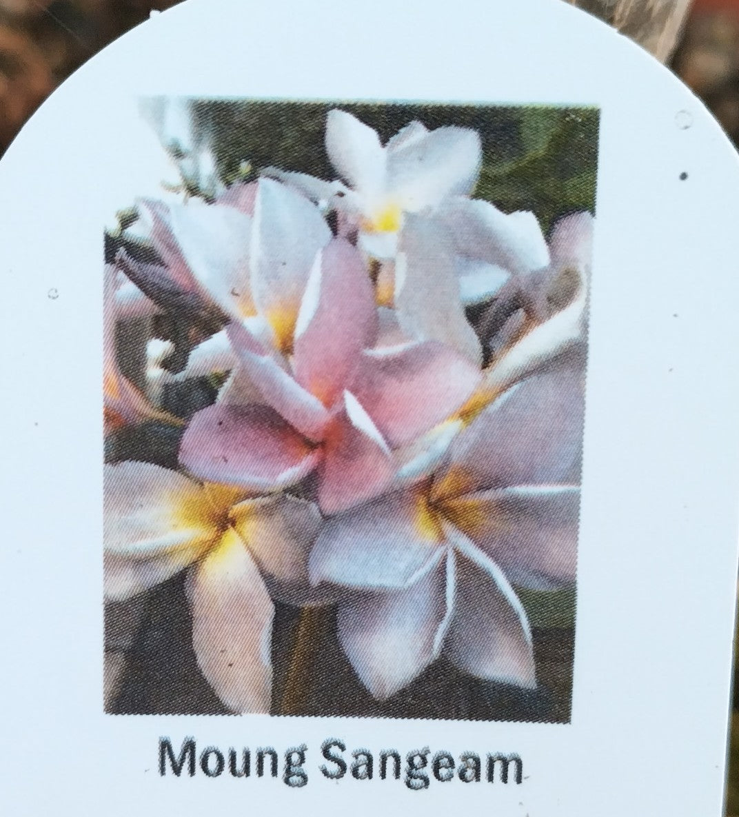 Plumeria (Frangipanier)
