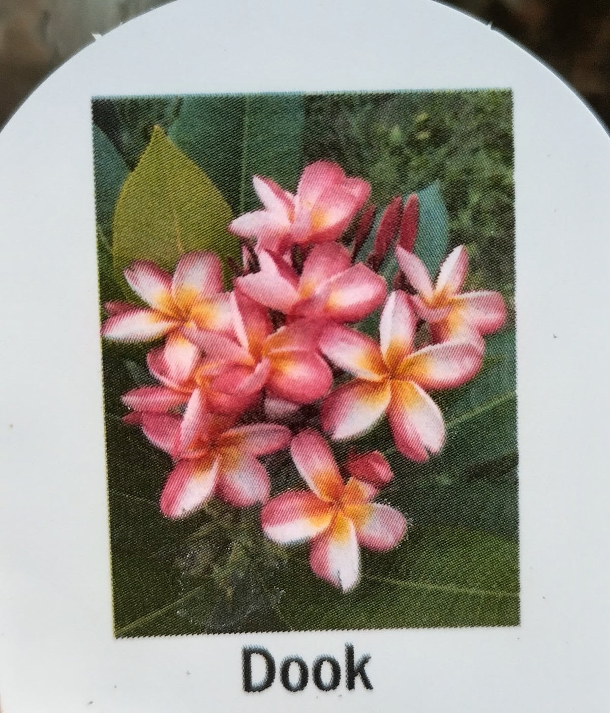 Plumeria (Frangipanier)