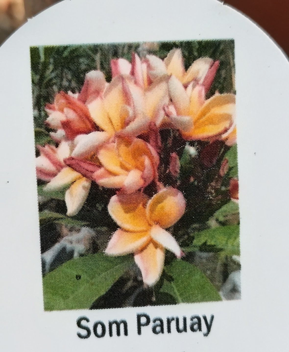 Plumeria (Frangipanier)