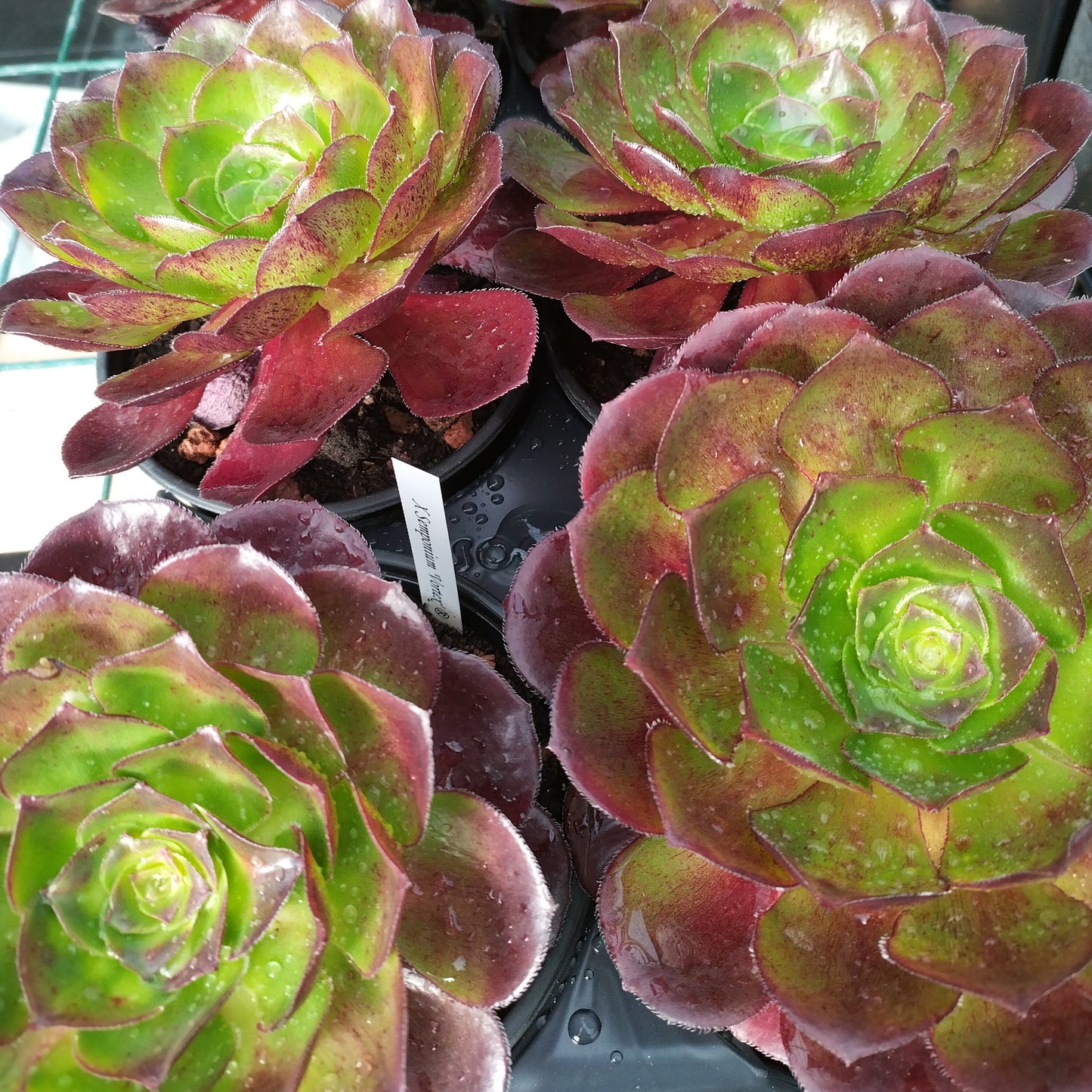 Samponium® 'Vortex'