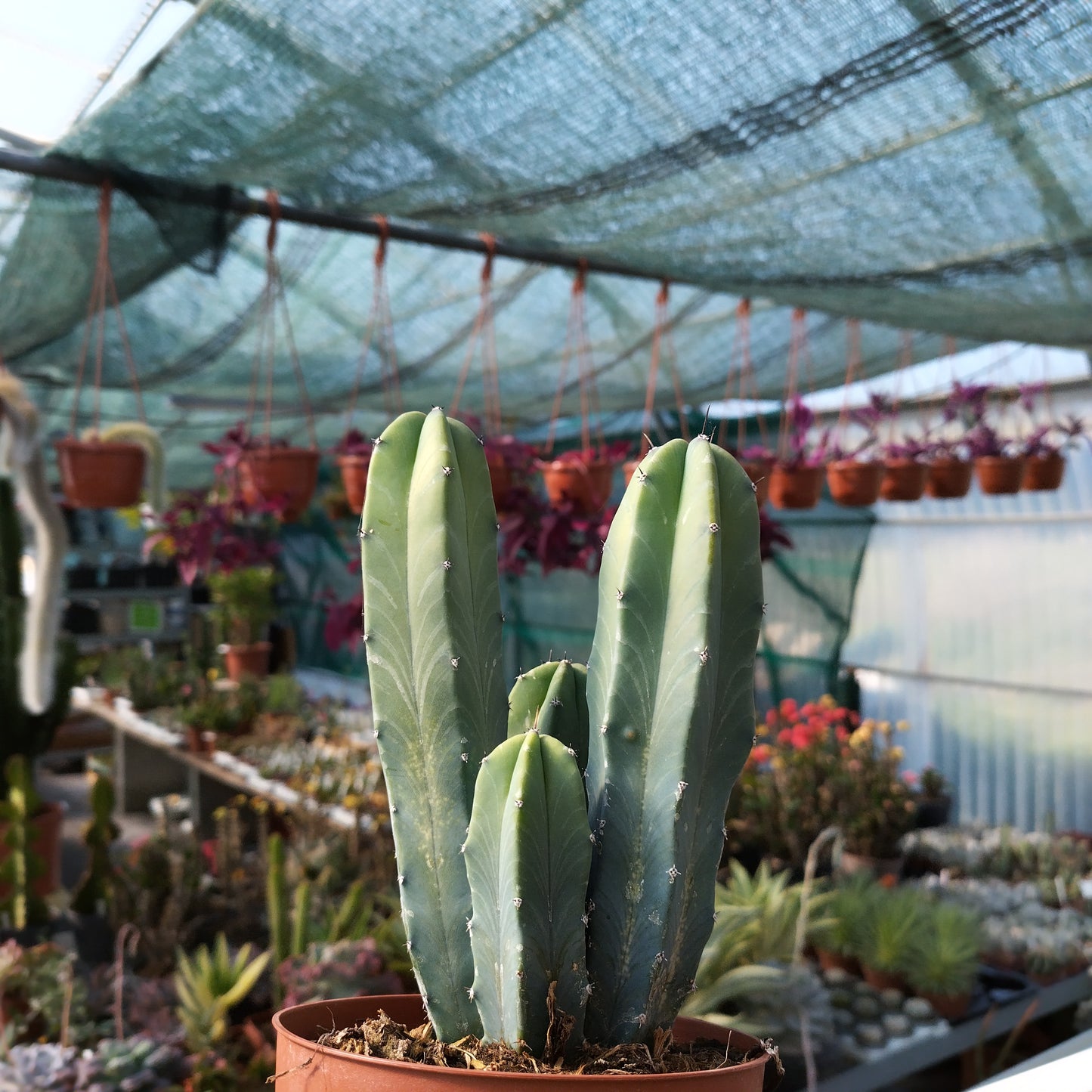 Myrtillocactus geometrizans