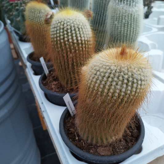 Notocactus lenninghausii