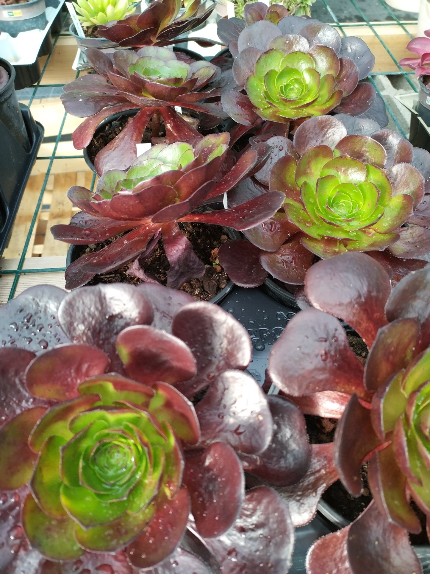 Samponium® 'Destiny'
