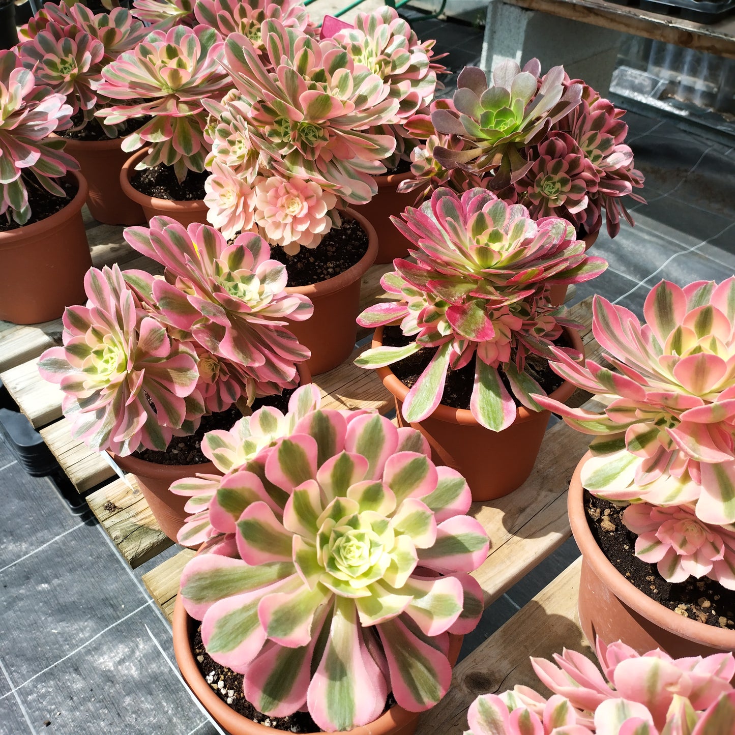 Aeonium 'Pinck With'