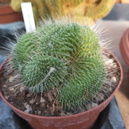 Mammillaria spinosissima un pico f. cristata