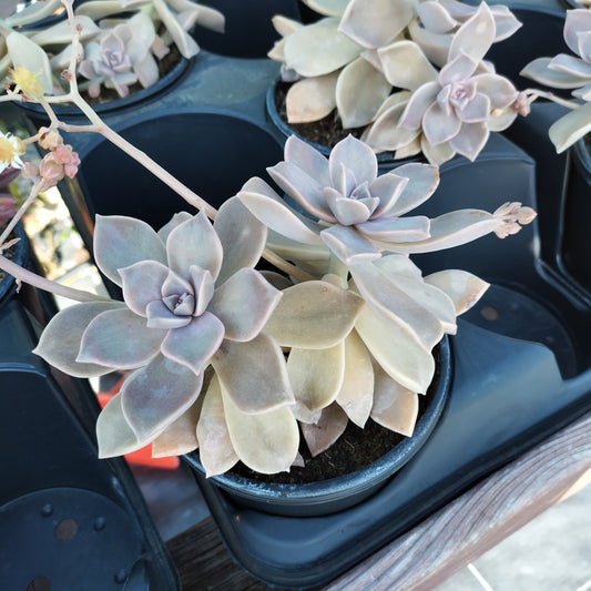 Graptopetalum paraguayense
