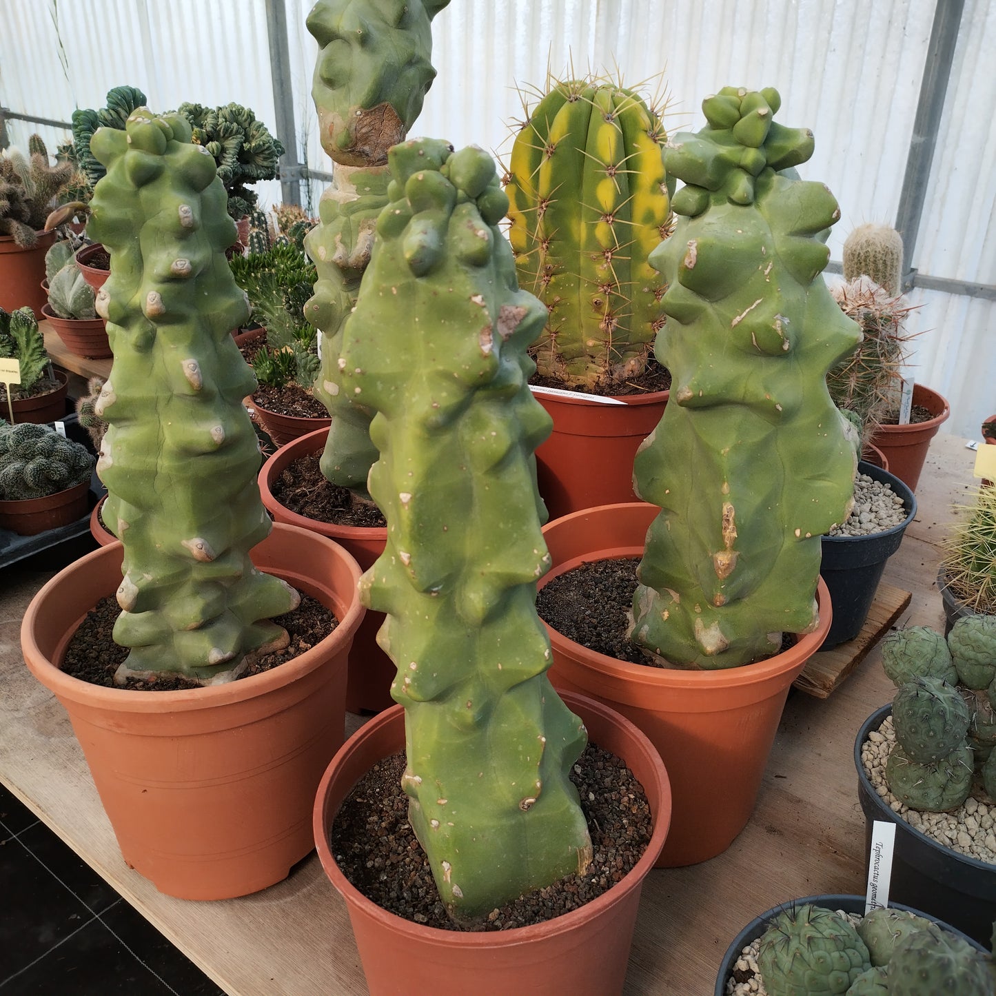 Lophocereus schottii f. 'Major'