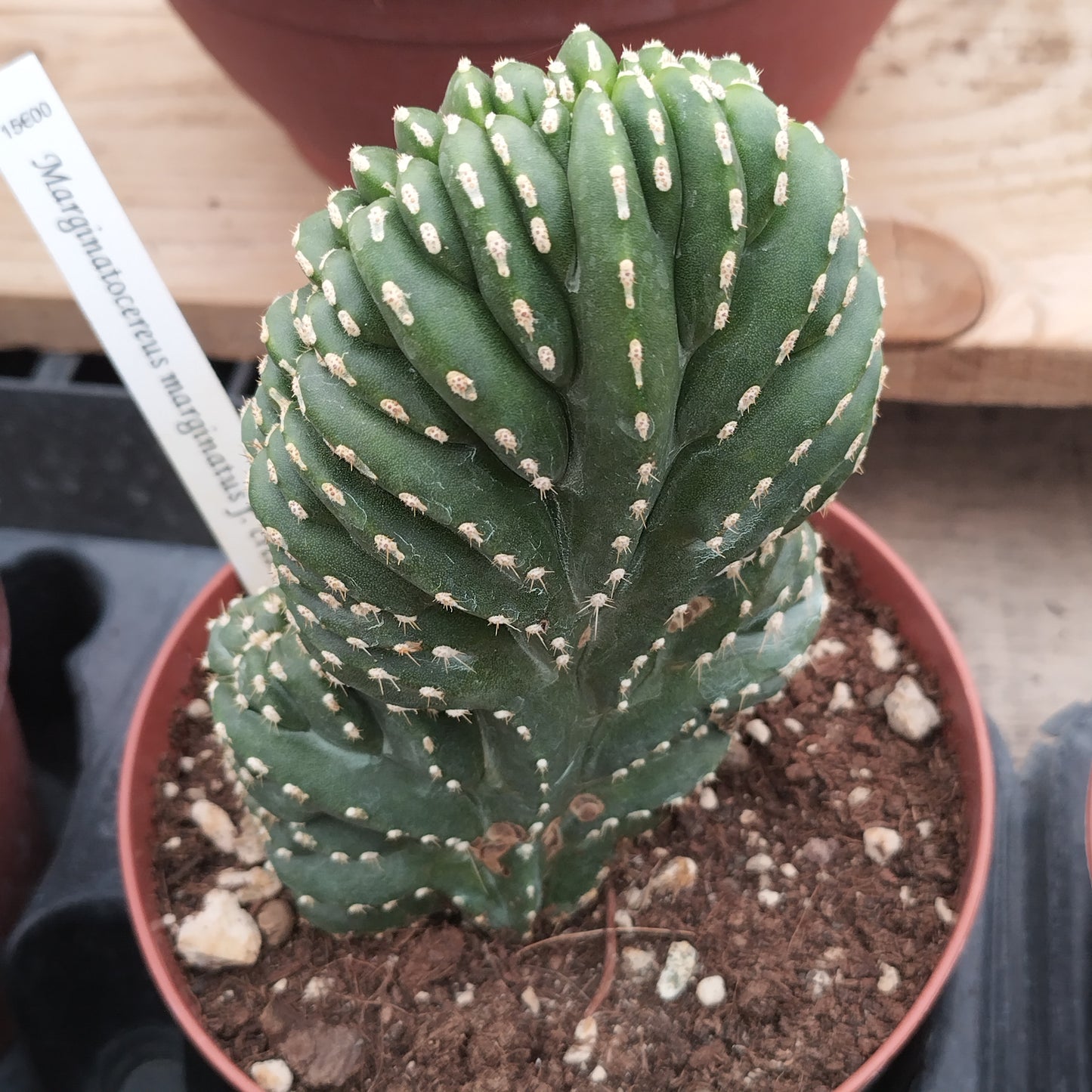 Marginatocereus marginatus f. cristata