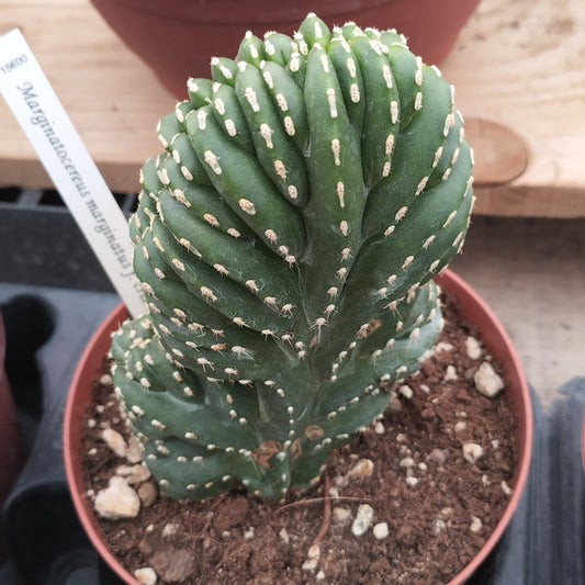 Marginatocereus marginatus f. cristata