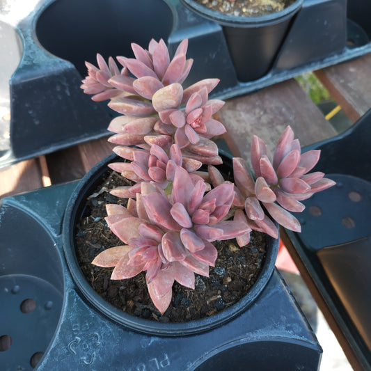Graptosedum 'Bronze'