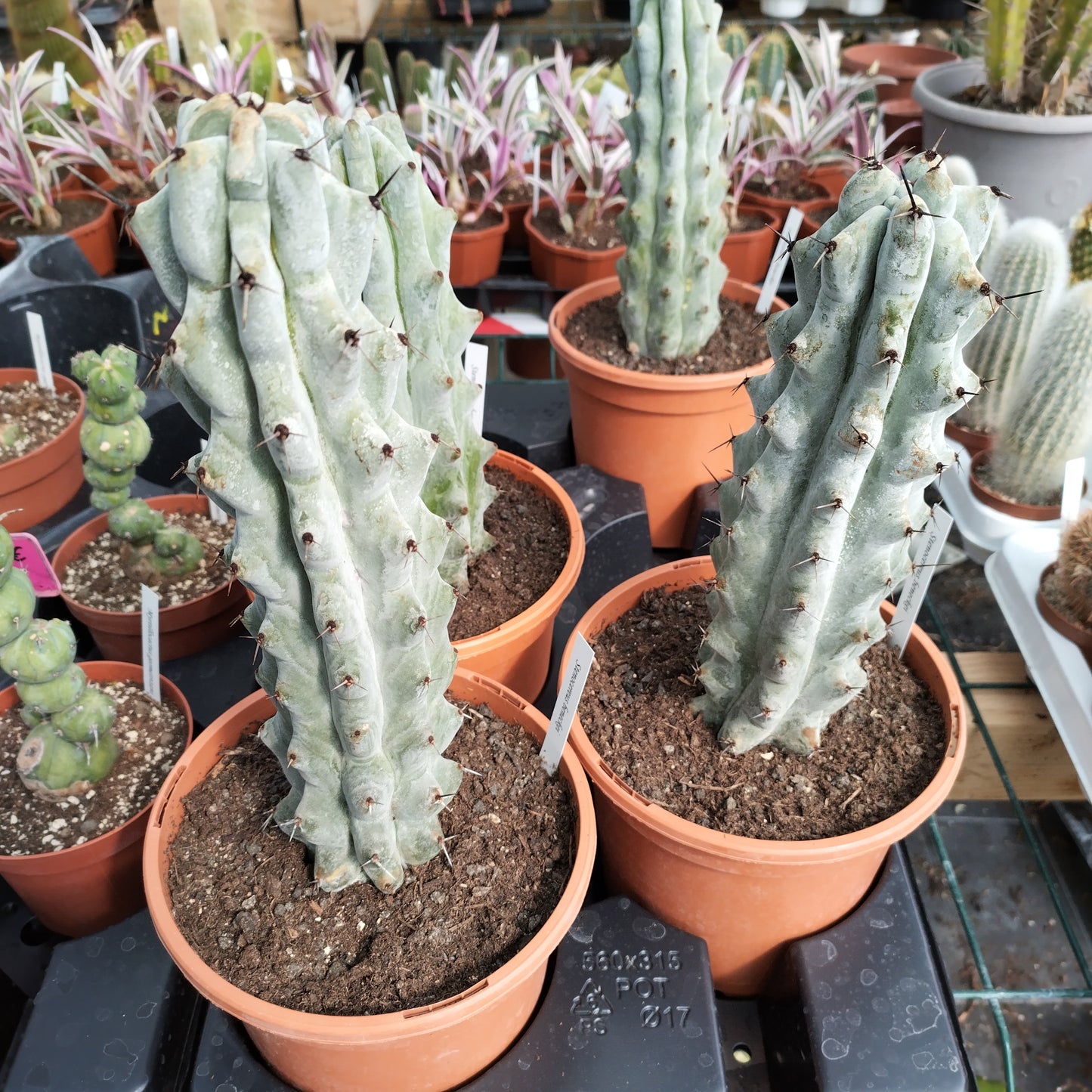 Stenocereus beneckei