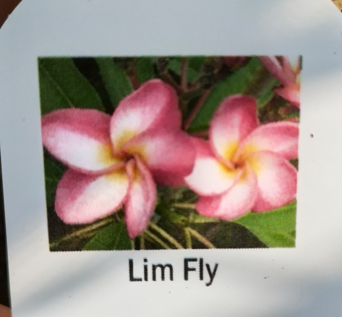 Plumeria (Frangipanier)