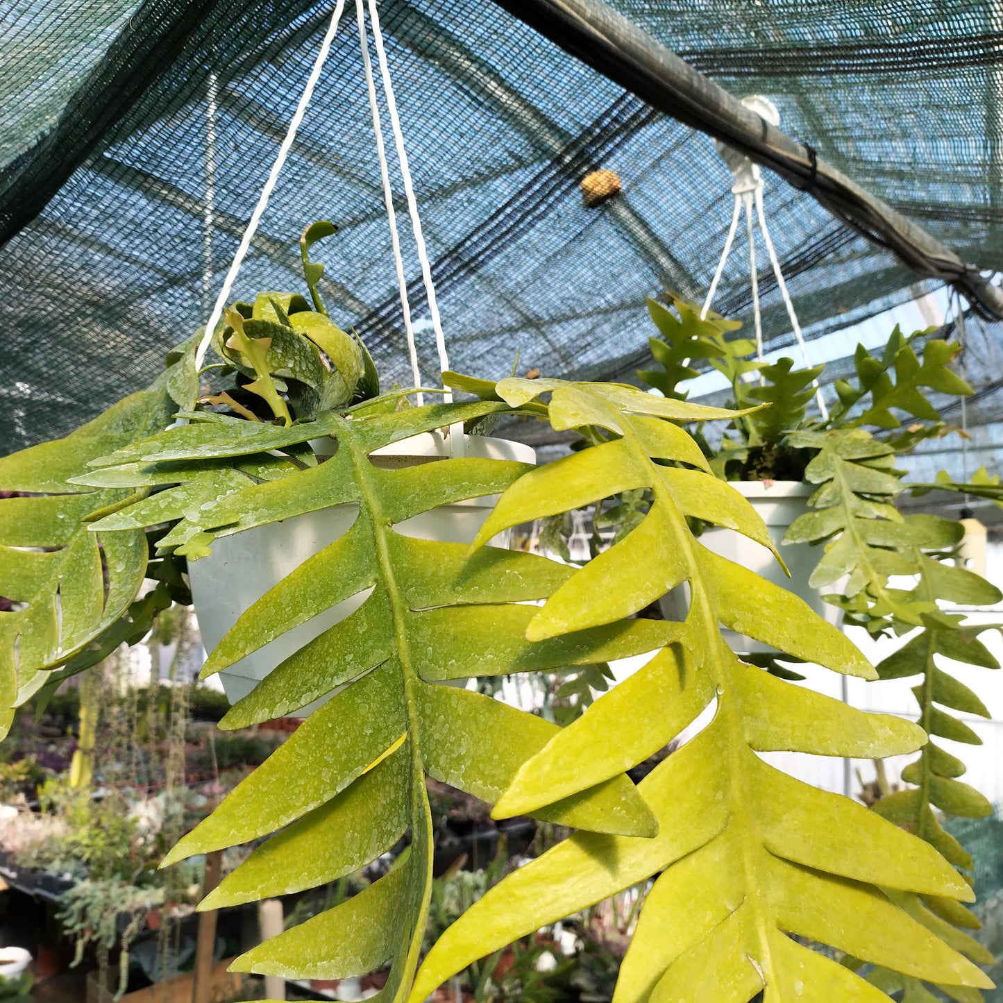 Selenicereus chrysocardium 'Bevera'