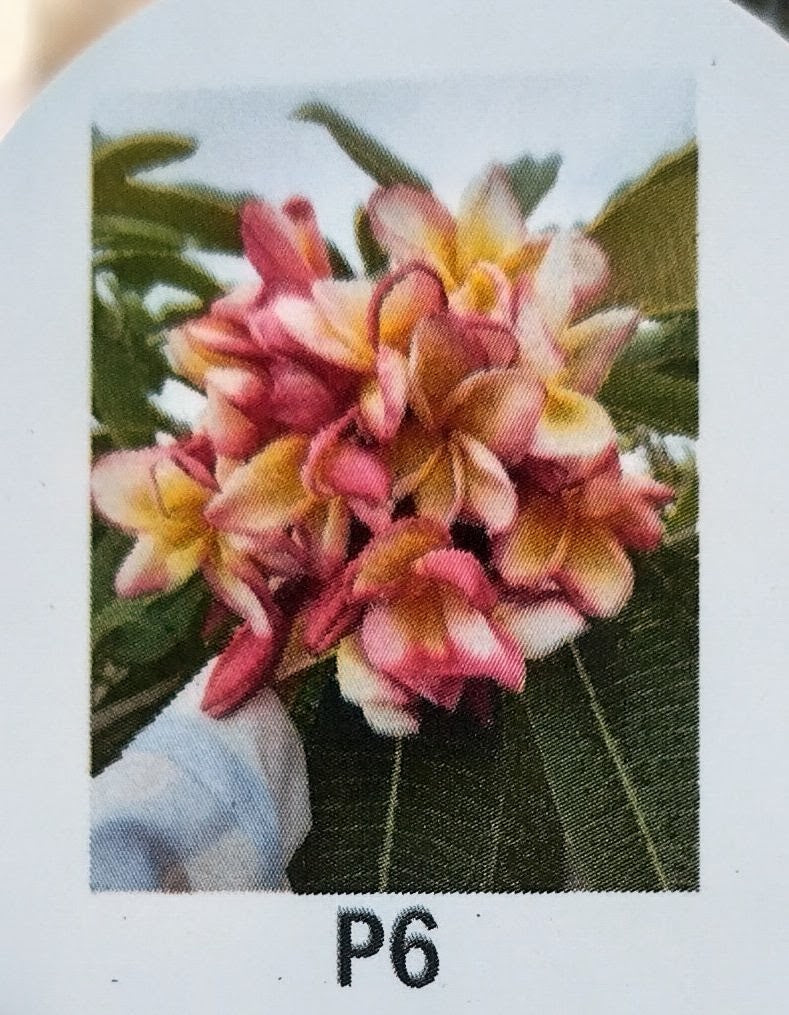 Plumeria (Frangipanier)