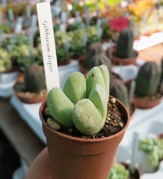 Gibbaeum dispar