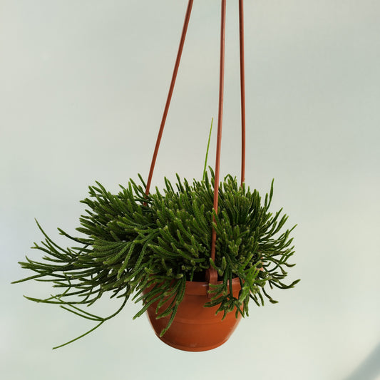 Rhipsalis (sp)