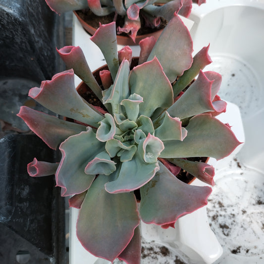 Echeveria 'Trumpet Pinky'