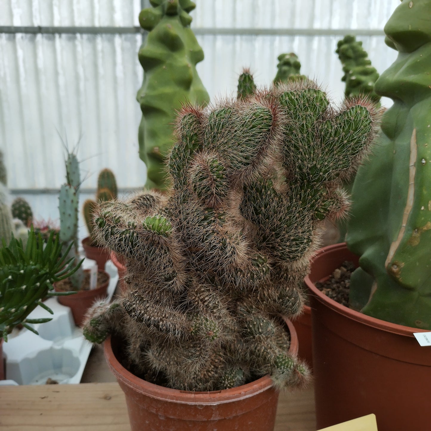 Cereus serpentinus f. cristata