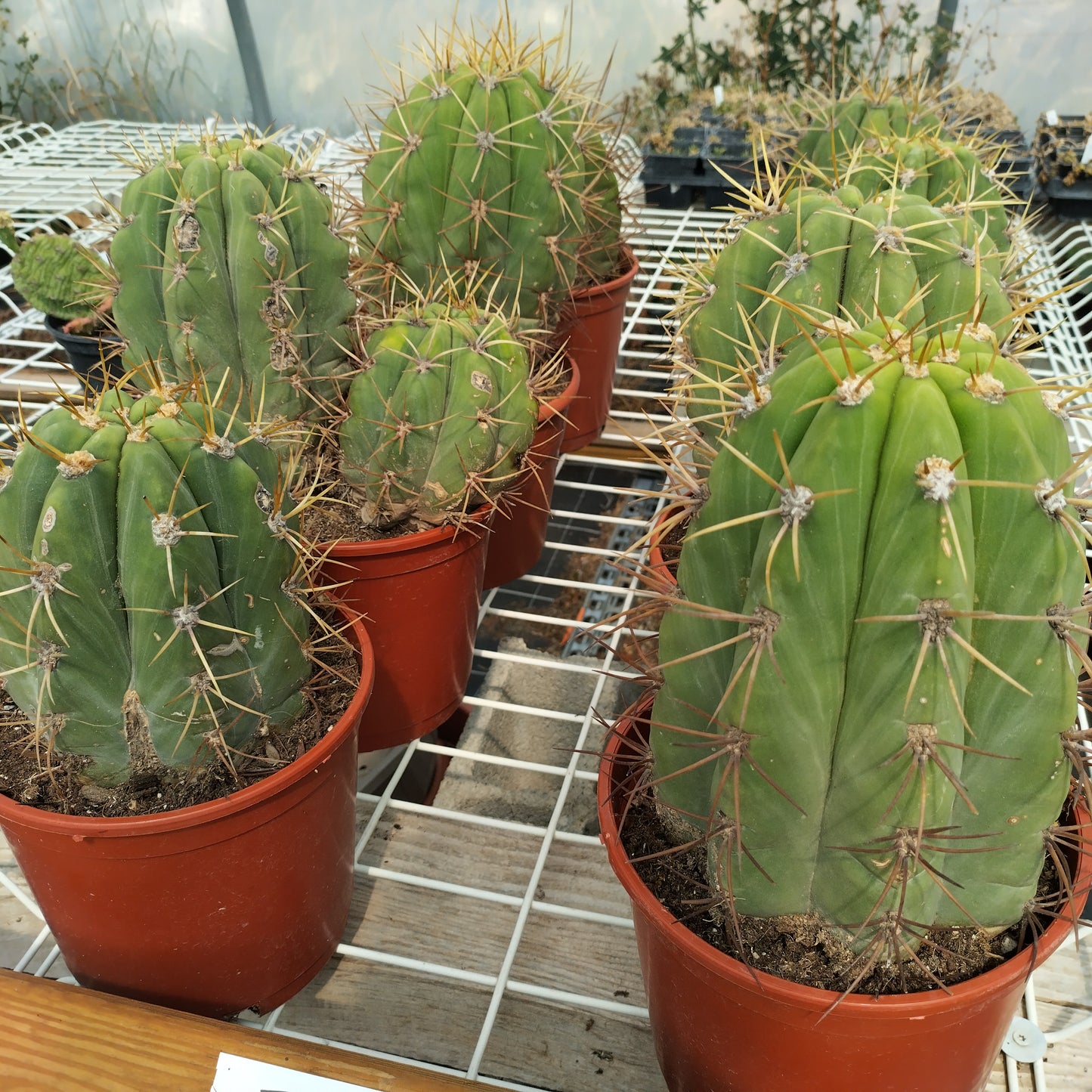Trichocereus pasacana