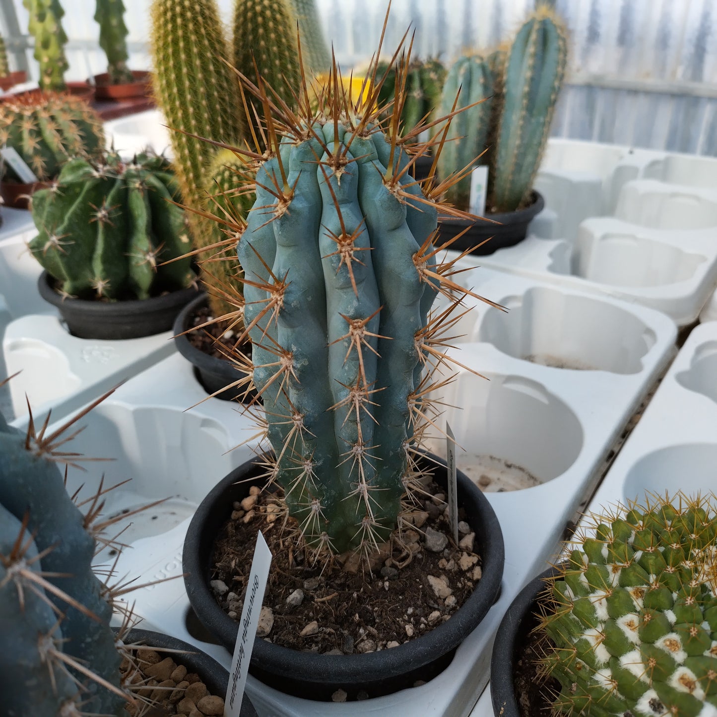 Browningia hertlingiana