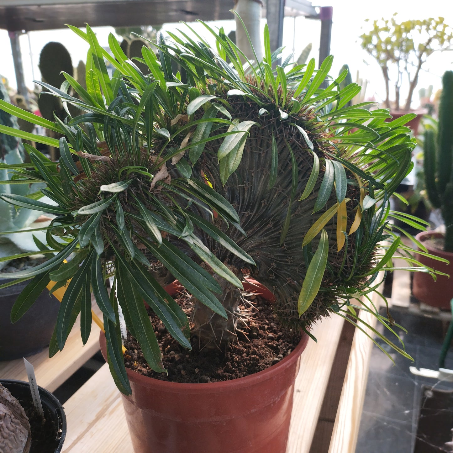 Pachypodium lamerei f. cristata (Greffé)
