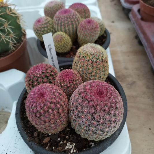 Echinocereus rigidissimus ssp. rubispinus