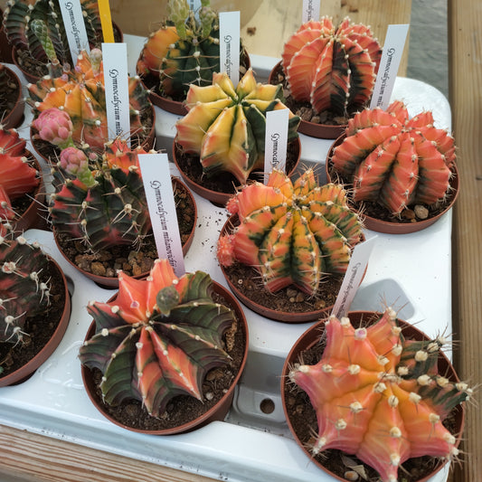 Gymnocalycium mihanovichii cv. hibotan nishiki