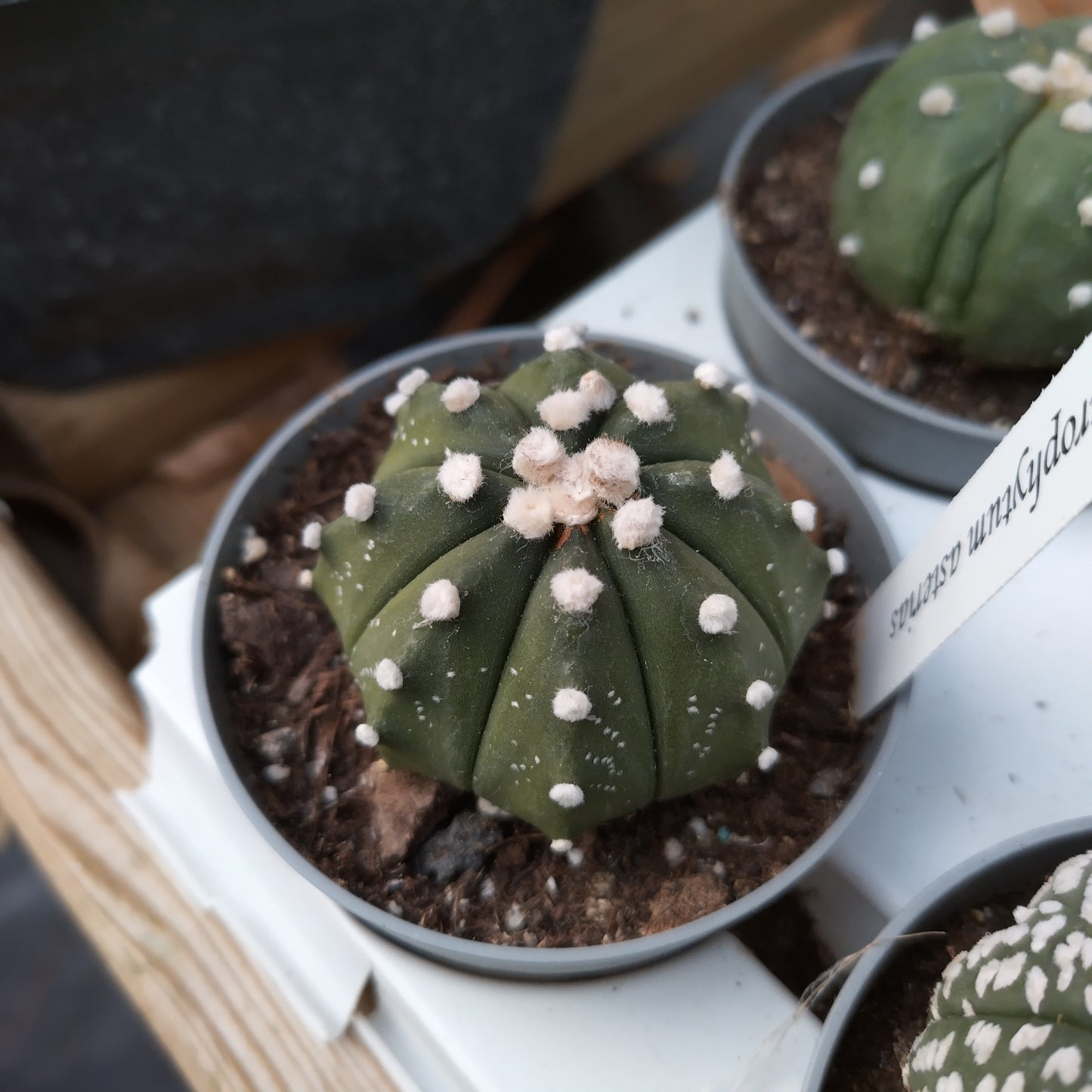 Astrophytum asterias