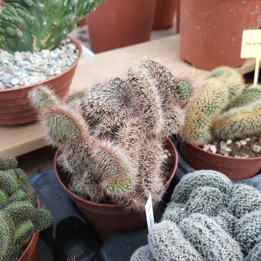 Cereus serpentinus f. cristata