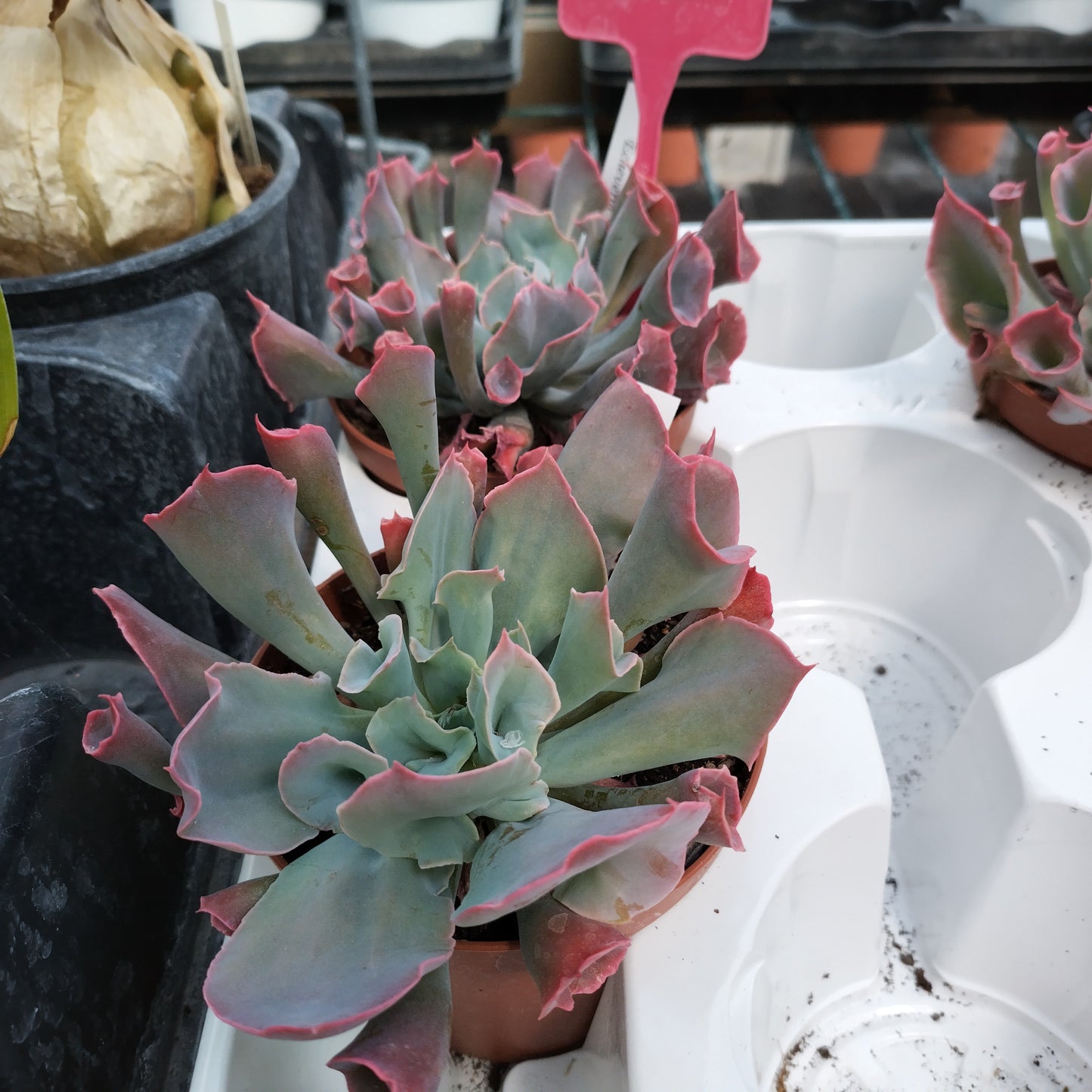 Echeveria 'Trumpet Pinky'