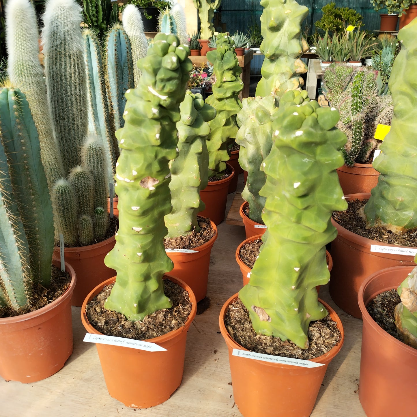 Lophocereus schottii f. 'Major'
