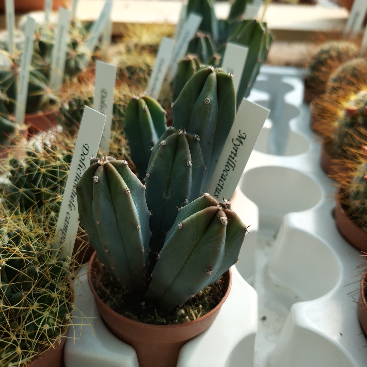 Myrtillocactus geometrizans