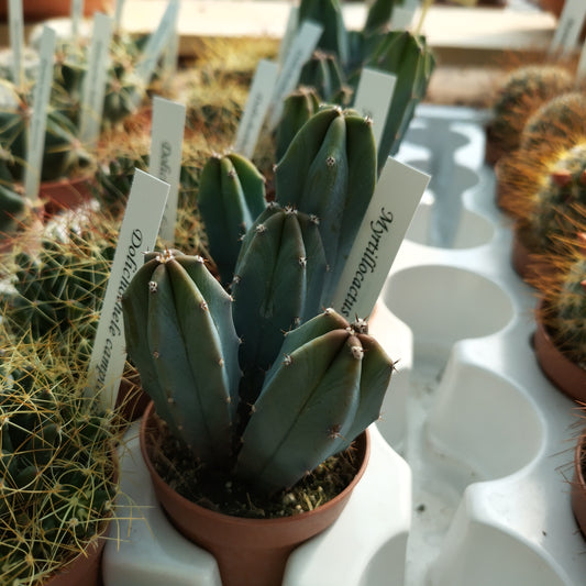 Myrtillocactus geometrizans