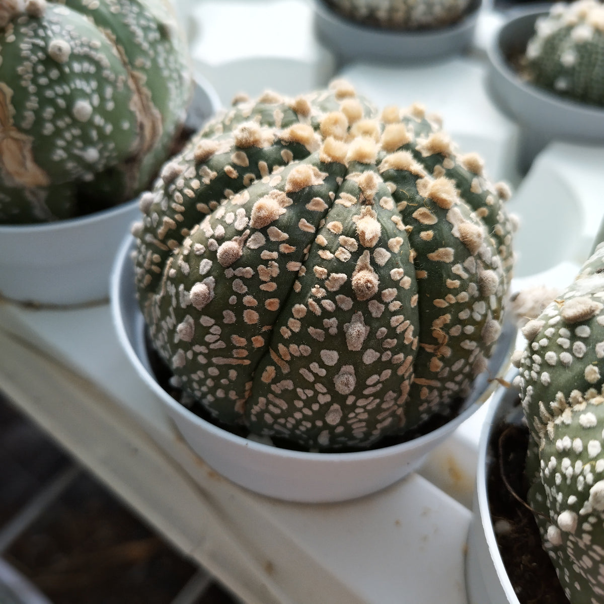 Astrophytum asterias