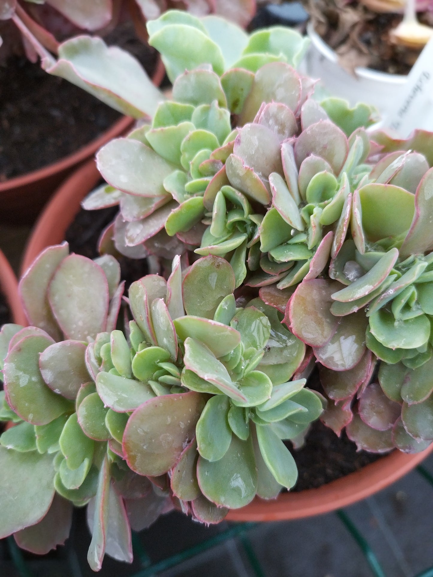 Echeveria 'Takasago No Okina' f. cristata