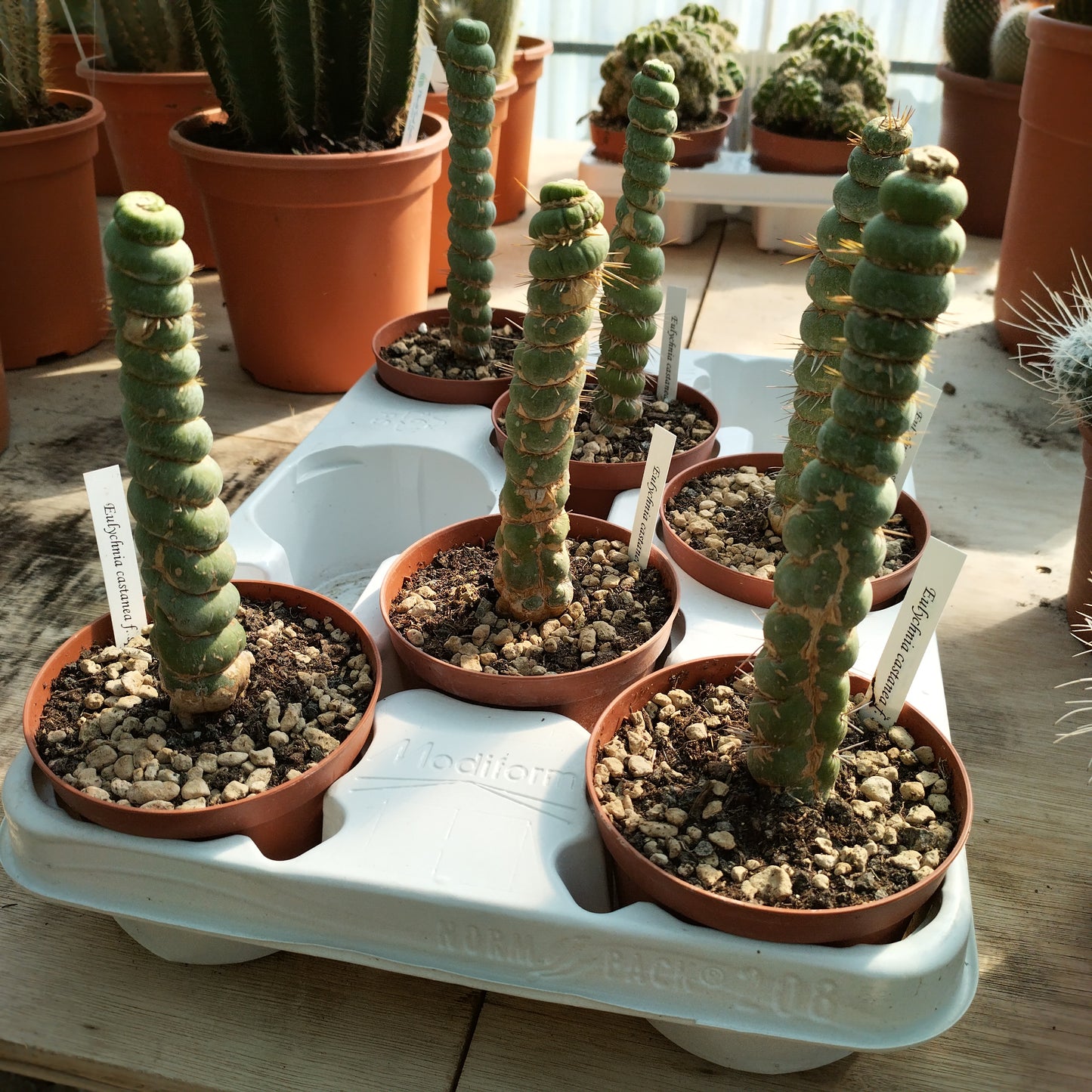 Eulychnia castanea f. spiralis