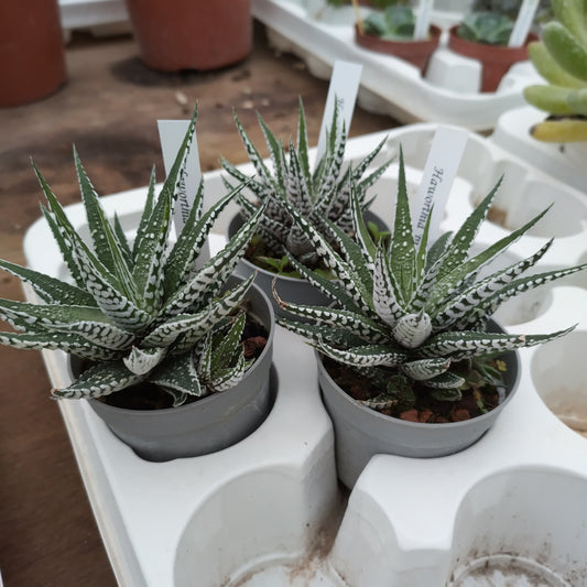 Haworthia 'Big Bang'