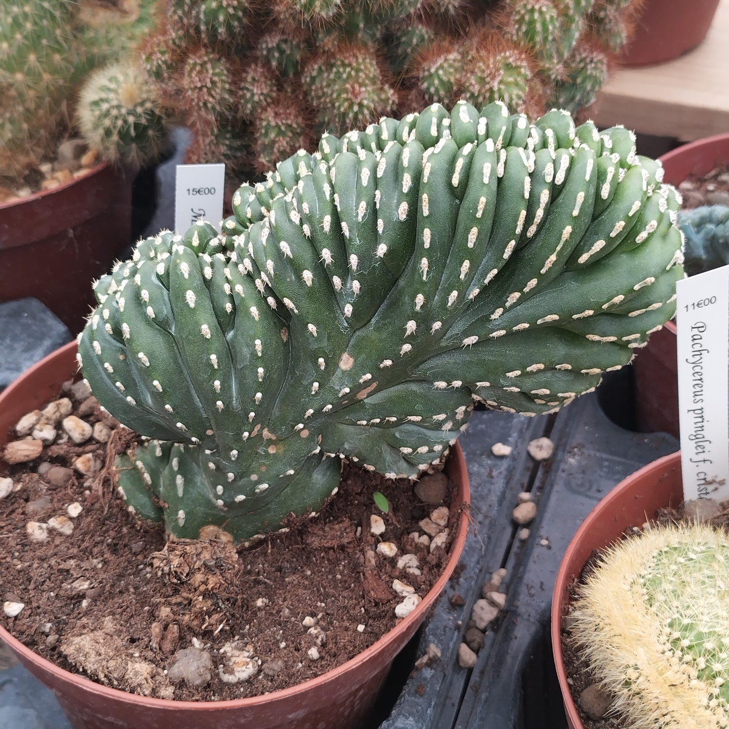Marginatocereus marginatus f. cristata